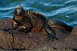 Clean Oil - Petroleum from Wildlife Response,Oil-on-wild-Life-oil-spill-sea -wildlife-endangered