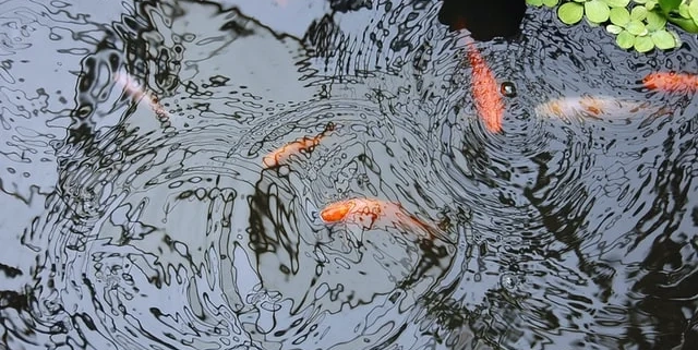 How to repair leaking fish ponds Elevate Pondgard EPDM Liner 1.02mm - Firestone Fish-Safe EPDM pond liner