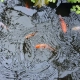 How to repair leaking fish ponds Elevate Pondgard EPDM Liner 1.02mm - Firestone Fish-Safe EPDM pond liner