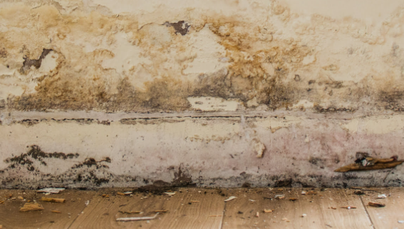 Rising Dampness Treatments to Protect Your Home and Health